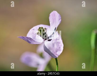 Papaver dubium, the long-headed poppy, blush colored Stock Photo