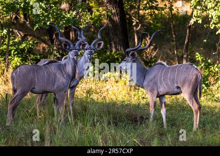 Greater Kudu (Tragelaphus strepsiceros) in Liwonde National Park, Malawi. Kudus in Liwonde National Park. The young bucks do not yet have their own herd and join together in small groups Stock Photo