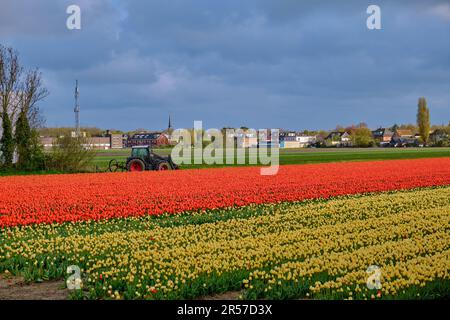 Endless rows of tulips in the Dutch bulb fields. Spring time in Holland with yellow and red vibrant flowers Stock Photo