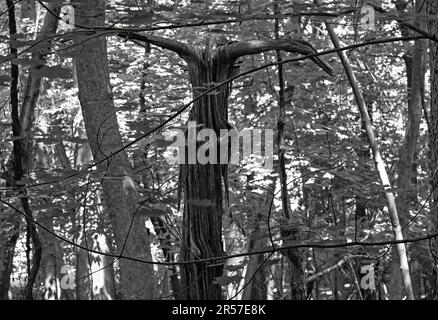 A Black and White photo of a scary dead tree. Looking like it has devil or Viking horns. A good look for Halloween. Stock Photo