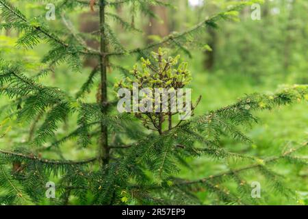 witch's broom - pathological formation on the branches of a tree, close-up Stock Photo