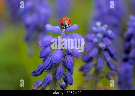 Grape hyacinths flowering in the garden, ladybird on grape hyacinth, seven-spott ladybird (Coccinella septempunctata), seven-spot Stock Photo