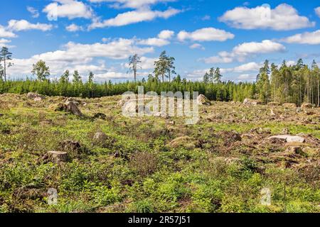 Clearcutting with tree stumps in a forest landscape in the summer, Sverige Stock Photo