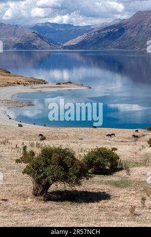 Cattle grazing on the land surrounding Lake Hawea Stock Photo