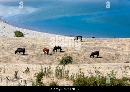 Cattle grazing on the banks of Lake Hawea Stock Photo