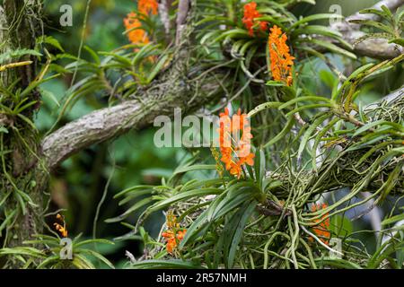 Orange Orchid growing on a tree Stock Photo