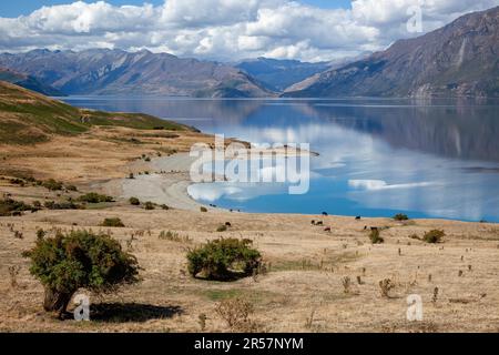 Cattle grazing on the land surrounding Lake Hawea Stock Photo