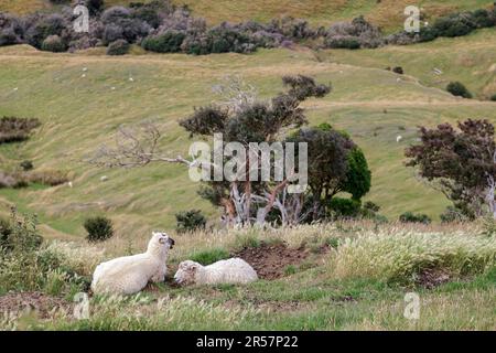 Sheep on the Otago Peninsula in New Zealand Stock Photo - Alamy