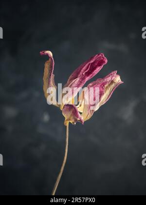 Purple tulip abstract Stock Photo - Alamy