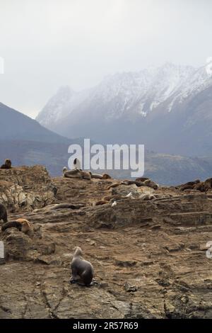 Marine fauna in the Beagle Channel. Ushuaia, Argentina Stock Photo