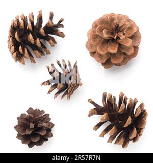 Five pine cones on a white background, Christmas decoration Stock Photo