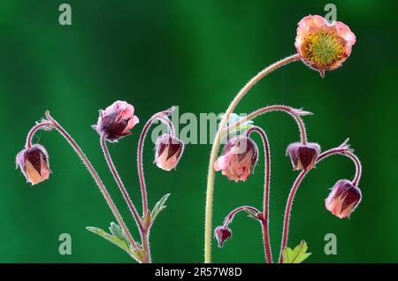 Water avens (Geum rivale) Brook Clarywort Stock Photo