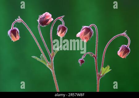 Water avens (Geum rivale) Brook Clarywort Stock Photo