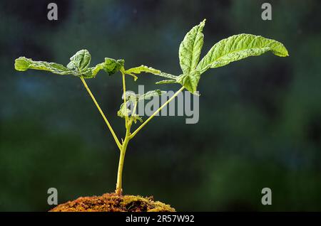 Horse chestnut stretches up its first leaves Stock Photo