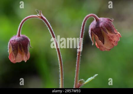 Water avens (Geum rivale) Brook Clarywort Stock Photo