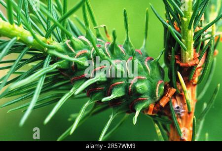 Green spruce gall fly (Sacchiphantes viridis) Stock Photo