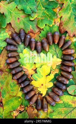 Acorns, Autumn, Autumn leaves, Heart of acorns Stock Photo