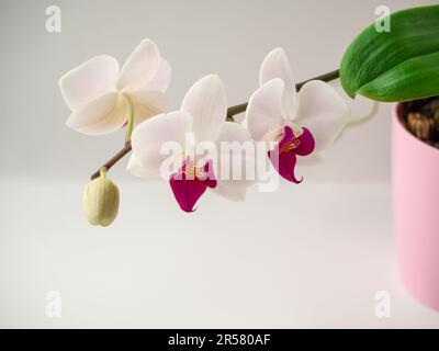 Gentel Orchid in pink pot. Blossom purple Phaleanopsis. dendrobium orchid. pink and white orchid isolated on white background. Close up. Floral decor Stock Photo