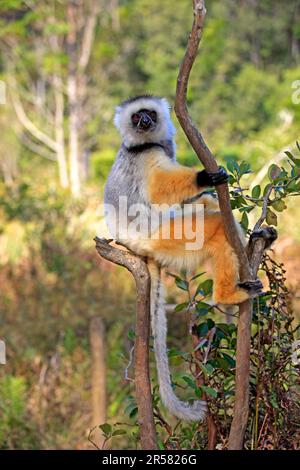 Diademed sifaka (Propithecus diadema), Madagascar Stock Photo