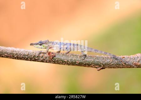 Big-nosed Chameleon, male, Madagascar (Calumma nasutum), side Stock Photo
