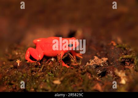 Golden Mantella (Mantella aurantiaca), Madagascar Stock Photo