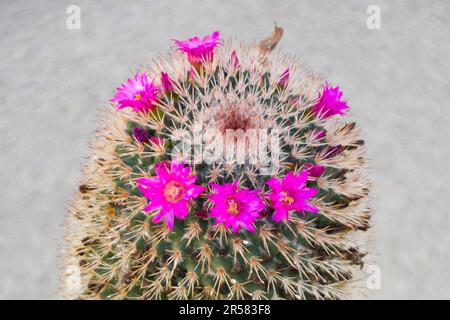Drought resistant Mammillaria cactus blooms into small beautiful pink flowers in the Spring Stock Photo