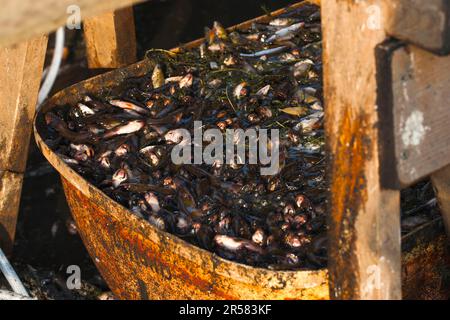Small fish in container, under sorting table, drained carp pond, fishing, Stradower Teiche, Vetschau, Spreewald, Brandenburg, Germany Stock Photo
