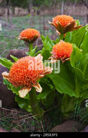 Blood Lily, Hidden Valley, KwaZulu-Natal, South Africa (Scadoxus puniceus) Stock Photo