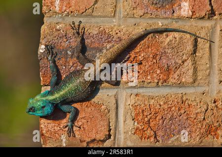 Tree (Agama), Hidden Valley, KwaZulu-Natal, South Africa (Acanthocerus atricollis), agamids, wall Stock Photo