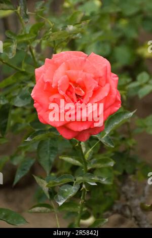 Closeup view of an attractive salmon pink rose flower blooming in the Spring Stock Photo