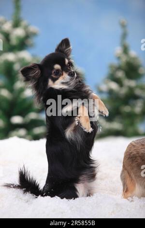 Chihuahua, longhaired, black-cream-white Stock Photo