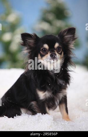 Chihuahua, longhaired, black-cream-white Stock Photo