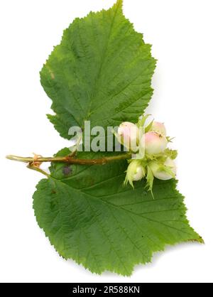 Common hazel tree with young nuts on white background Stock Photo