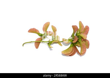 Seed from maple tree branch on white background Stock Photo