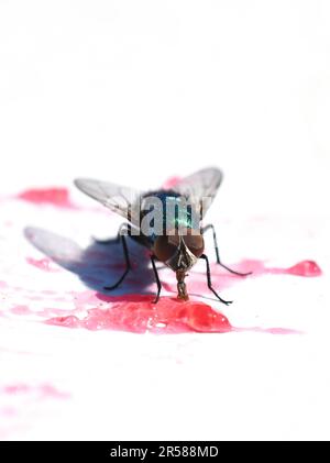 Common green bottle fly Lucilia sericata eating jam from a white plate Stock Photo