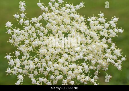 White flowers on black elderberry shrub Sambucus nigra closeup Stock Photo