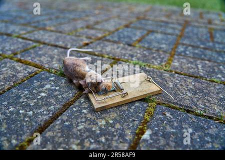 Close up of small bank vole mouse dead in an old wooden snap trap, know to often carry and transmit the hunta virus, which is a dangerous disease for Stock Photo