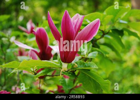 Magnolia liliiflora is a tree known as mulan magnolia, purple magnolia and also red,  tulip and lily magnolia, and woody-orchid. The plant has purple Stock Photo