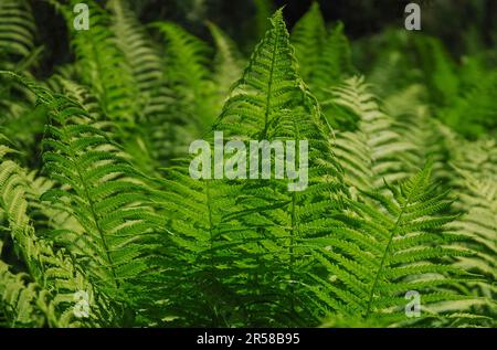 Matteuccia struthiopteris known as fiddlehead fern or shuttlecock fern. The green leaves of the plant. Stock Photo