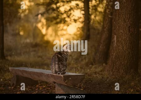 Cat is sitting on the bench in the garden Stock Photo