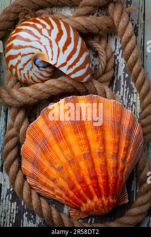 Sea Shell And Nautilus In Rope Still Life Stock Photo