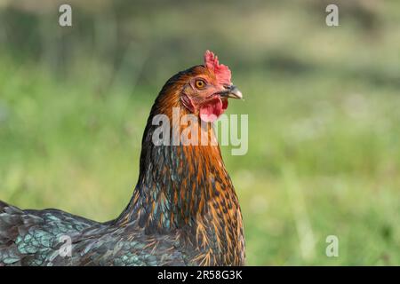 Copper black Maran hen Stock Photo
