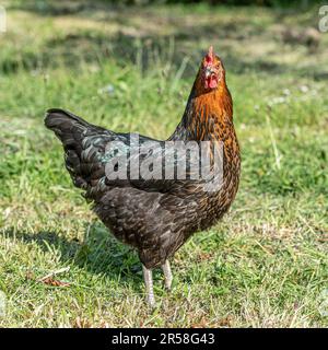 Copper black Maran hen Stock Photo