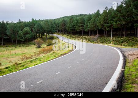 Winding tarmac road M-611 through pine tree forest in Cuenca Alta del Manzanares Regional Park, Central Spain. Stock Photo