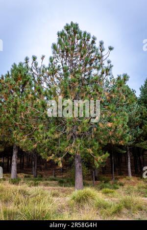 Pinus pinaster, the maritime pine or cluster pine tree in Cuenca Alta del Manzanares Regional Park, Central Spain. Stock Photo