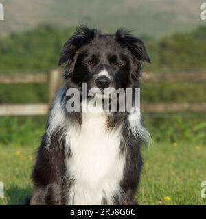 border collie dog Stock Photo
