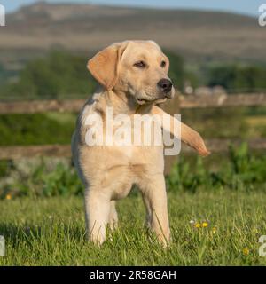 yellow labrador retriever puppy Stock Photo