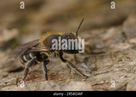 Natural detailed closeup on a small male Osmia melanogaster mason bee from the Mediterranean Stock Photo