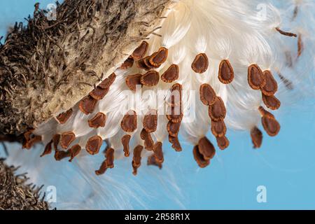 Closeup of common milkweed seedpod and seeds. Wildflower garden, conservation, and nature concept Stock Photo
