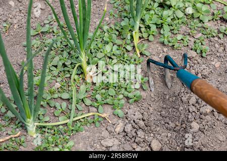 Removing weeds in onion garden with cultivator. Gardening, weeding, and working in garden concept. Stock Photo